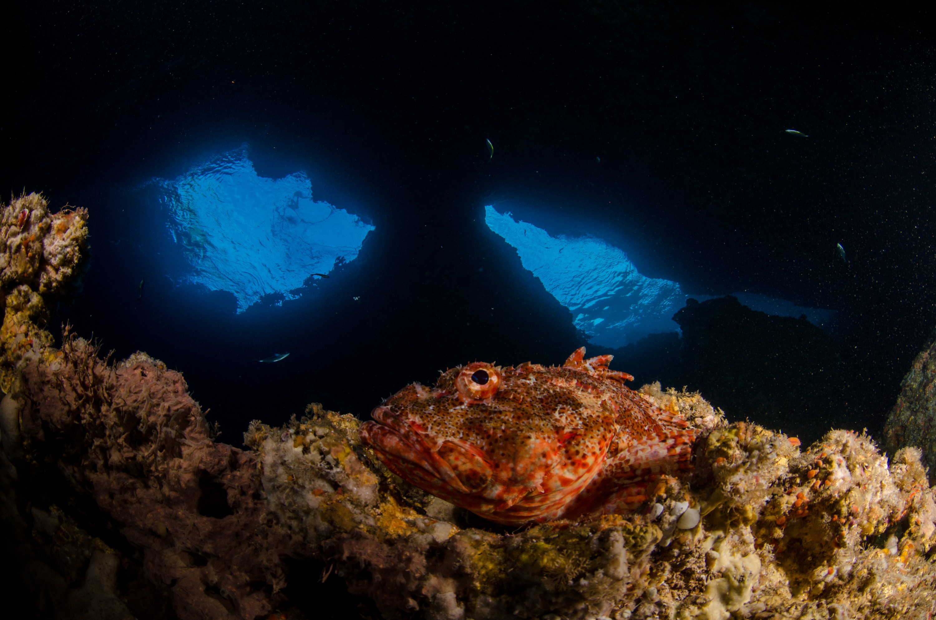 DSC_6442 – crispin, nz, new zealand, new, zealand, poor, knights, marine, reserve, underwater, Northern, Scorpionfish, Scorpaena, cardinalis, Red, Baron, Caves,